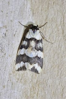 Favoured Footman - Termessa gratiosa Attracted to UV light. Australia,Eamw moth,Encounter Bay SA,Geotagged,Spring,Termessa gratiosa,UVL