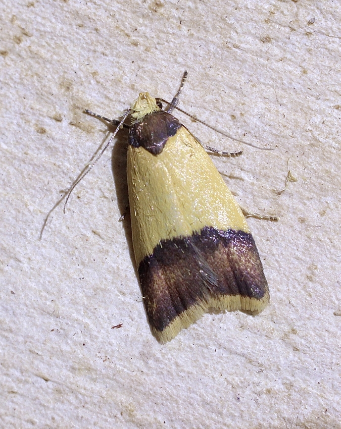 Heteroteucha dichroella Attracted to UV light. Australia,Eamw moth,Encounter Bay SA,Geotagged,Heteroteucha dichroella,Spring,UVL