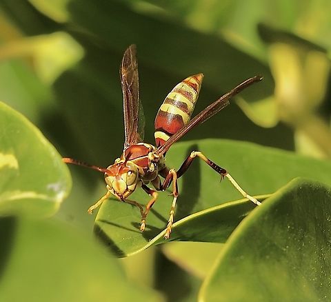Hunter's Little Paper Wasp - Polistes dorsalis  Eamw wasps,Geotagged,Orlando,Polistes dorsalis,United States,Winter