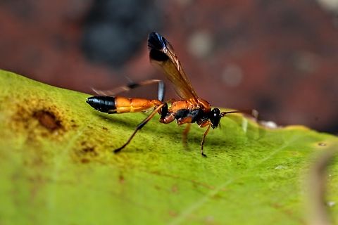 Black-tipped Orange Ichneumon Wasp - Ctenochares bicolorus  Australia,Ctenochares bicolorus,Eamw wasps,Geotagged,Kyeema Conservation Park,Summer