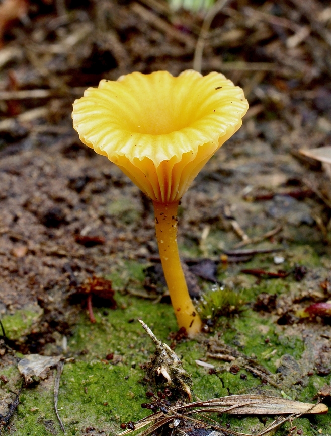 Yellow Navel - Lichenomphalia chromacea  Australia,Geotagged,Lichenomphalia chromacea,Spring,Yellow Navel