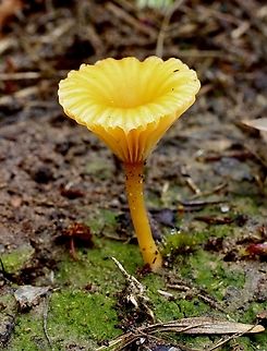 Yellow Navel - Lichenomphalia chromacea  Australia,Geotagged,Lichenomphalia chromacea,Spring,Yellow Navel
