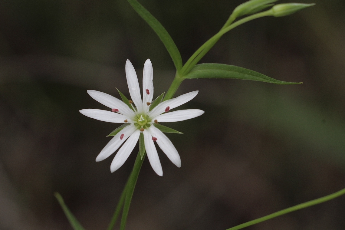 Lesser Stitchwort - Stellaria graminea Introduced in Australia. Australia,Geotagged,Lesser Stitchwort,Spring,Stellaria graminea