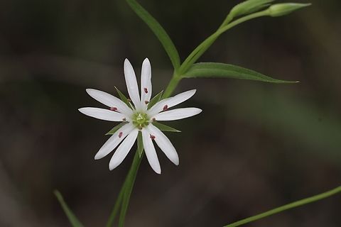 Lesser Stitchwort - Stellaria graminea Introduced in Australia. Australia,Geotagged,Lesser Stitchwort,Spring,Stellaria graminea