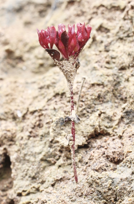 Tiny Stylewort - Levenhookia pusilla  Australia,Geotagged,Levenhookia pusilla,Spring,Tiny Stylewort