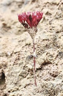 Tiny Stylewort - Levenhookia pusilla  Australia,Geotagged,Levenhookia pusilla,Spring,Tiny Stylewort