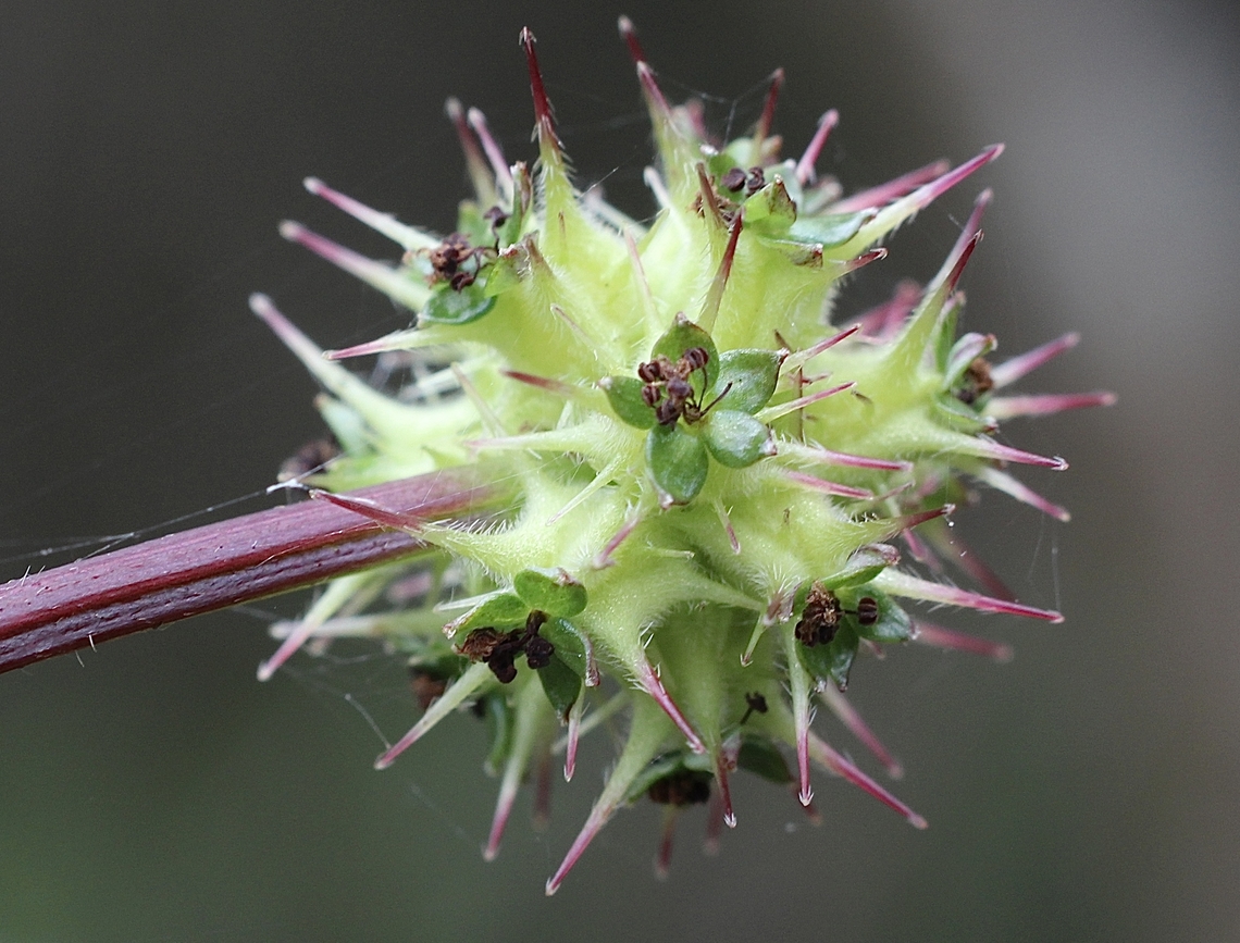 Sheep&rsquo;s Burr - Acaena echinata  Acaena echinata,Australia,Geotagged,Sheep's Burr,Spring
