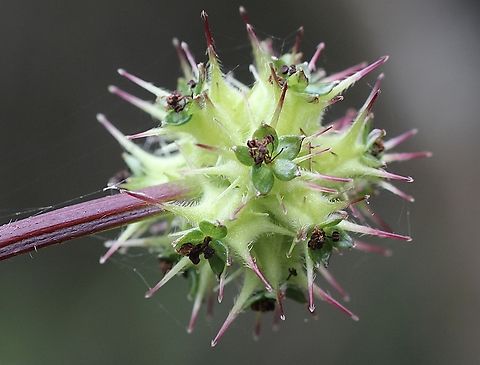 Sheep’s Burr - Acaena echinata  Acaena echinata,Australia,Geotagged,Sheep's Burr,Spring