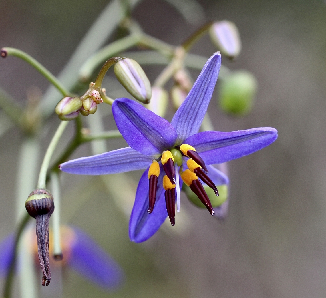 Blueberry Lily - Dianella revoluta  Australia,Blueberry Lily,Dianella revoluta,Geotagged,Spring