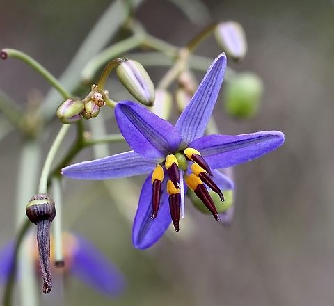 Blueberry Lily - Dianella revoluta  Australia,Blueberry Lily,Dianella revoluta,Geotagged,Spring