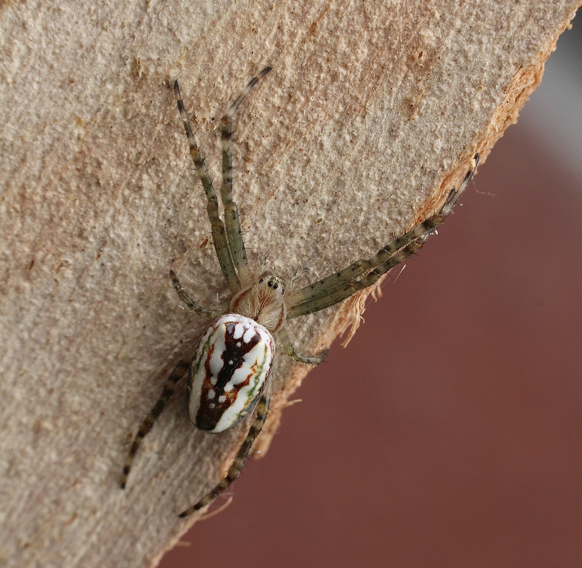 Enamelled Spider - Plebs bradleyi  Australia,Enamelled Spider,Geotagged,Plebs bradleyi,Spring