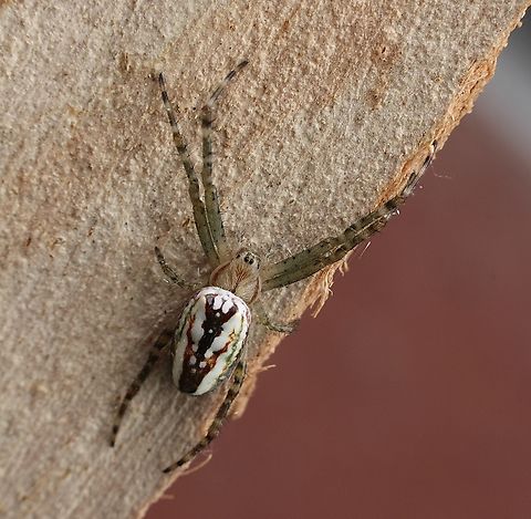 Enamelled Spider - Plebs bradleyi  Australia,Enamelled Spider,Geotagged,Plebs bradleyi,Spring