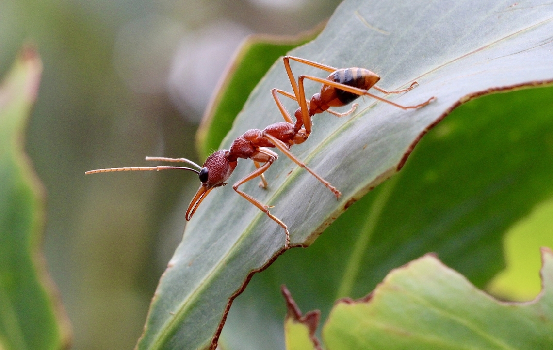 Black-scaped Bull Ant - Myrmecia nigriscapa  Australia,Black-scaped Bull Ant,Geotagged,Myrmecia nigriscapa,Spring