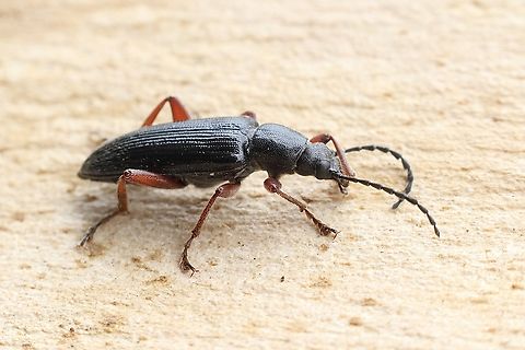 Genus - Lepturidea Possibly Lepturidea punctulaticollis. Australia,Geotagged,Spring