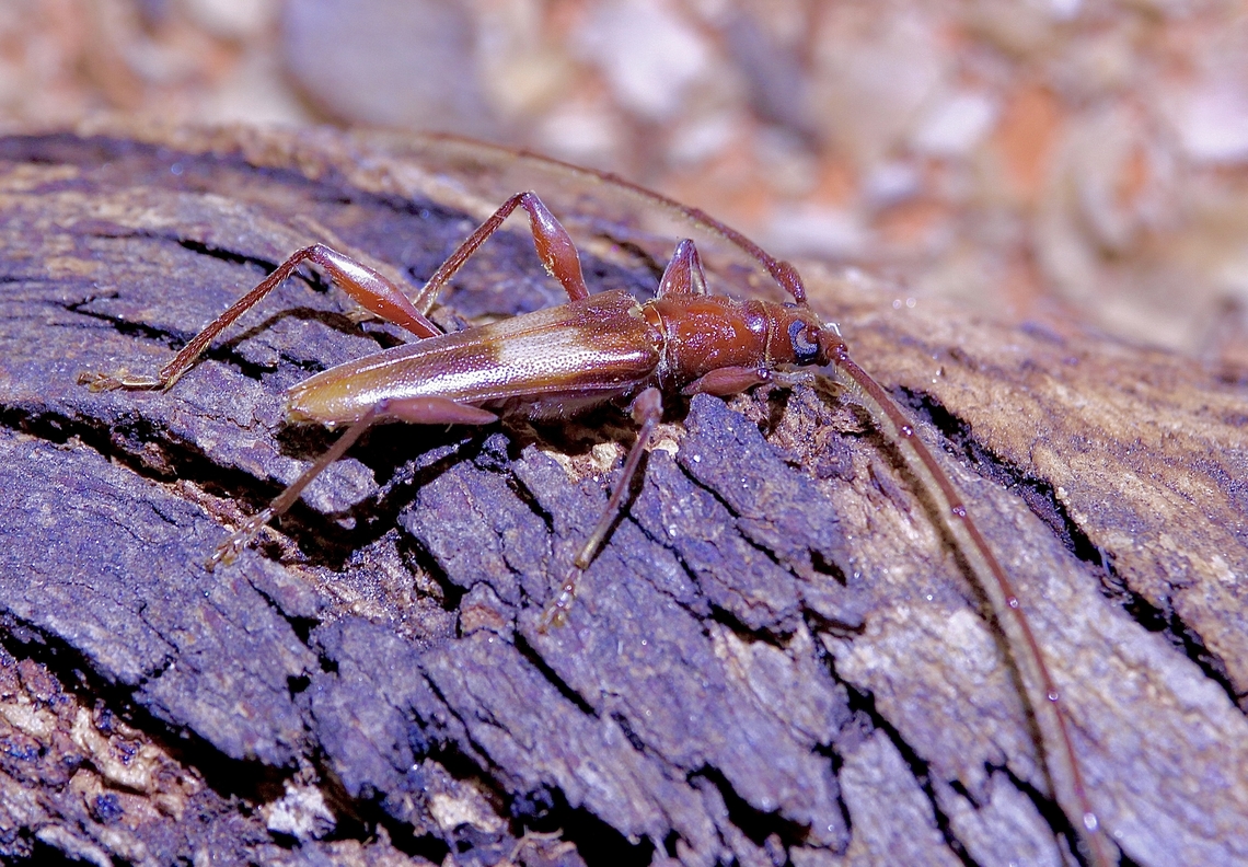 Longicorn beetle - Epithora dorsalis Observed under eucalyptus trees bark Australia,Epithora dorsalis,Geotagged,Spring