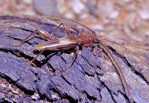 Longicorn beetle - Epithora dorsalis Observed under eucalyptus trees bark Australia,Epithora dorsalis,Geotagged,Spring