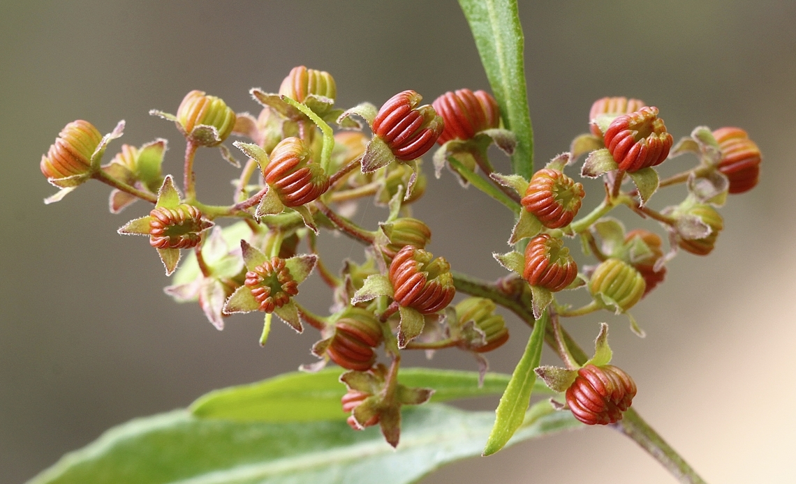 Broadleaf hopbush - Dodonaea viscosa Male flowers . Akeake,Australia,Dodonaea viscosa,Geotagged,Spring