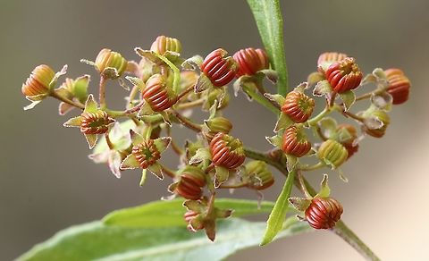 Broadleaf hopbush - Dodonaea viscosa Male flowers . Akeake,Australia,Dodonaea viscosa,Geotagged,Spring