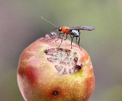 White Flank Black Braconid wasp - Callibracon capitator Visiting a gall growing on Acacia longifolia.  Australia,Callibracon capitator,Geotagged,Spring,White Flank Black Braconid wasp
