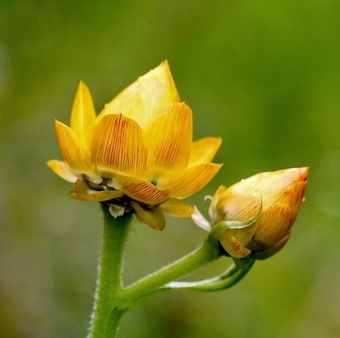 Golden Everlasting  Australia,Geotagged,Golden everlasting,Spring,Xerochrysum bracteatum