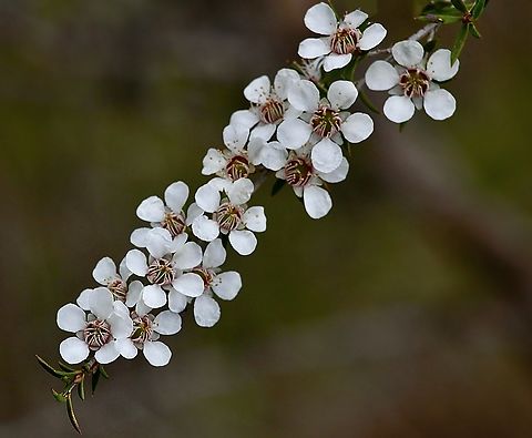 Prickly tea-tree - Leptospermum continentale  Australia,Geotagged,Leptospermum continentale,Prickly tea-tree,Spring