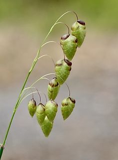 Greater Quaking Grass - Briza maxima Introduced in Australia.
Briza maxima, commonly known as big quaking grass, is distributed across several regions in Australia, including Victoria, South Australia, Western Australia, Tasmania, and New South Wales. It is considered an invasive species that can displace native plants in these areas.
 keyserver.lucidcentral.org bwvp.ecolinc.vic.edu.au Australia,Briza maxima,Geotagged,Greater Quaking Grass,Spring