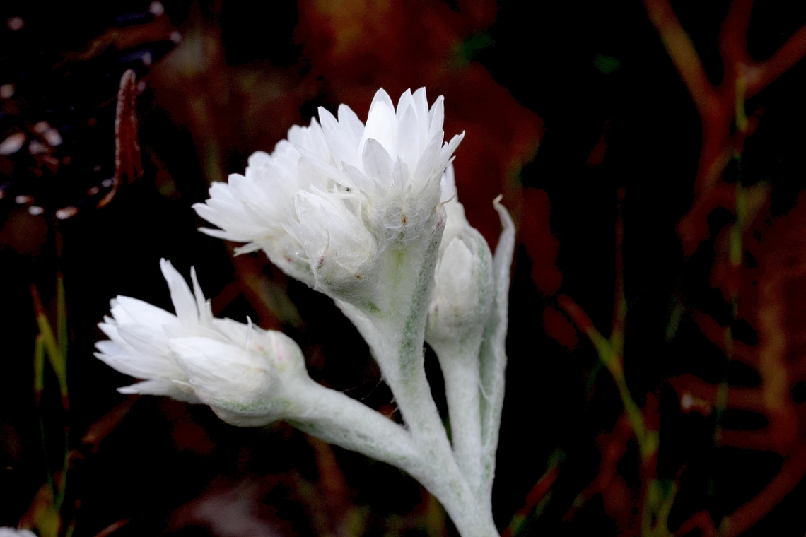 Woolly Everlasting - Argentipallium blandowskianum  Argentipallium blandowskianum,Australia,Geotagged,Spring,Woolly Everlasting