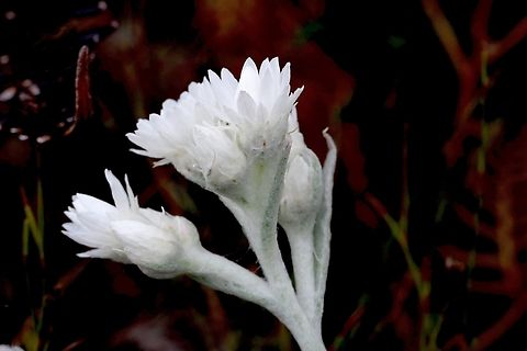 Woolly Everlasting - Argentipallium blandowskianum  Argentipallium blandowskianum,Australia,Geotagged,Spring,Woolly Everlasting