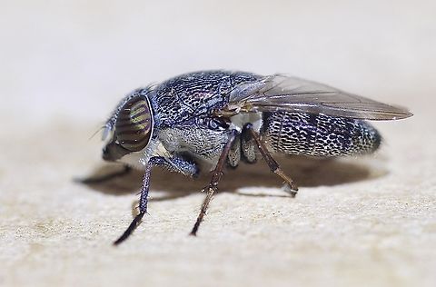 Punctuated Green Nose Fly-Stomorhina subapicalis Attracted to UV light. Australia,Geotagged,Spring,Stomorhina subapicalis