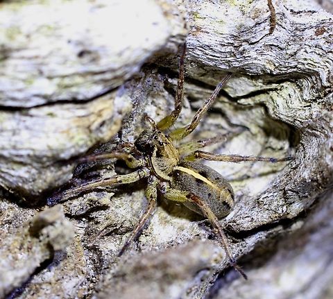 Wolf Spider - Artoriopsis expolita  Artoriopsis expolita,Australia,Geotagged,Spring