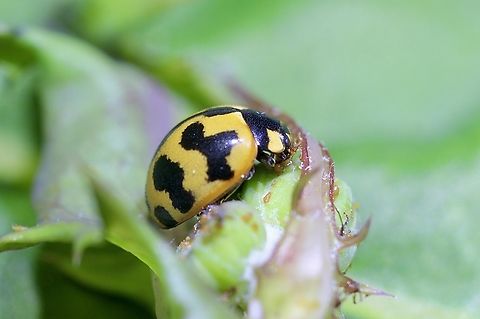 Transverse Ladybird Beetle - Coccinella transversalis That is the first yellow Coccinella transversalis I have observed. Australia,Coccinella transversalis,Geotagged,Spring,Transverse Ladybird