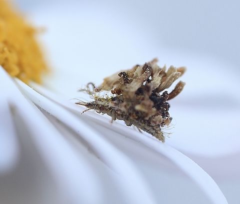 Lacewing - Genus Mallada Lacewing larvae with camouflage debris on its back,observed in garden on daisy flowers, approx 2-3 mm . 
 Australia,Geotagged,Spring