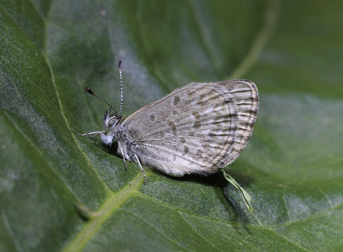 Southern Blue - Zizina oxleyi  Australia,Geotagged,Lesser grass blue,Spring,Zizina otis