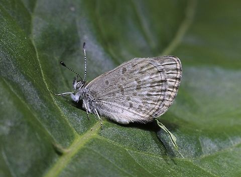 Southern Blue - Zizina oxleyi  Australia,Geotagged,Lesser grass blue,Spring,Zizina otis