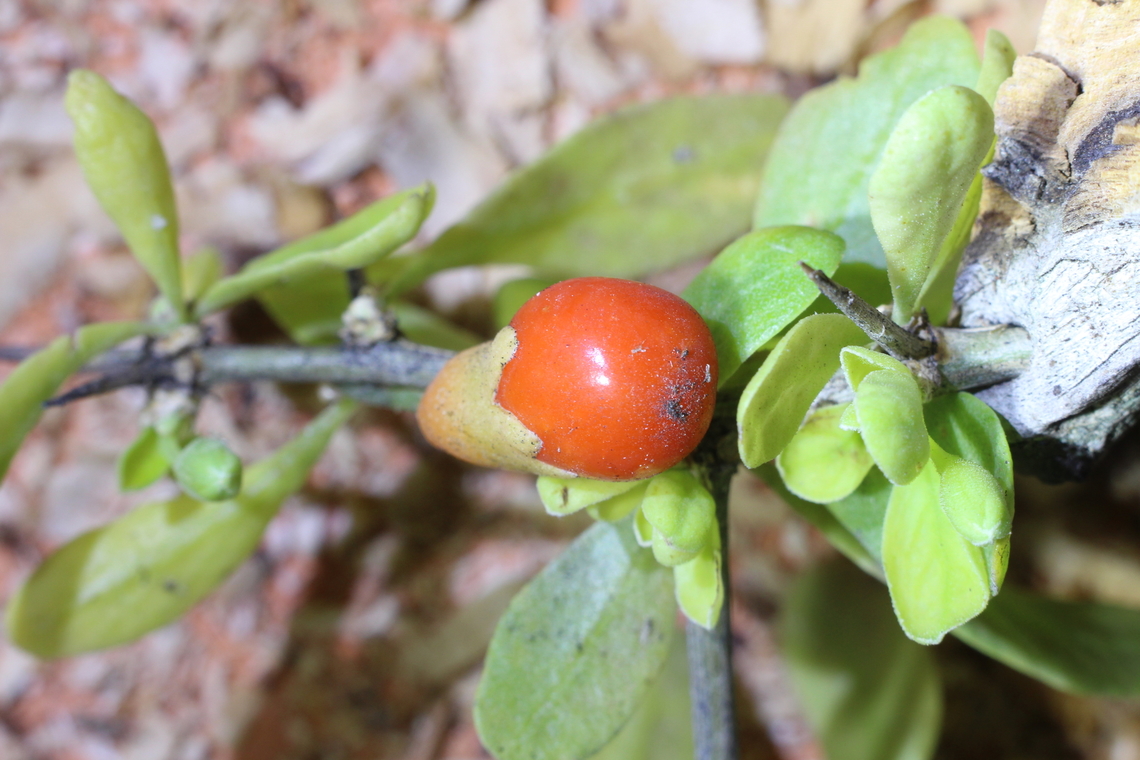 African boxthorn- Lycium ferocissimum Fruit of African boxthorn- Lycium ferocissimum.<br />
Lycium ferocissimum Is introduced to Australia and in some areas has become a real pest. African boxthorn,Australia,Geotagged,Lycium ferocissimum,Spring