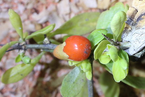 African boxthorn- Lycium ferocissimum Fruit of African boxthorn- Lycium ferocissimum.
Lycium ferocissimum Is introduced to Australia and in some areas has become a real pest. African boxthorn,Australia,Geotagged,Lycium ferocissimum,Spring