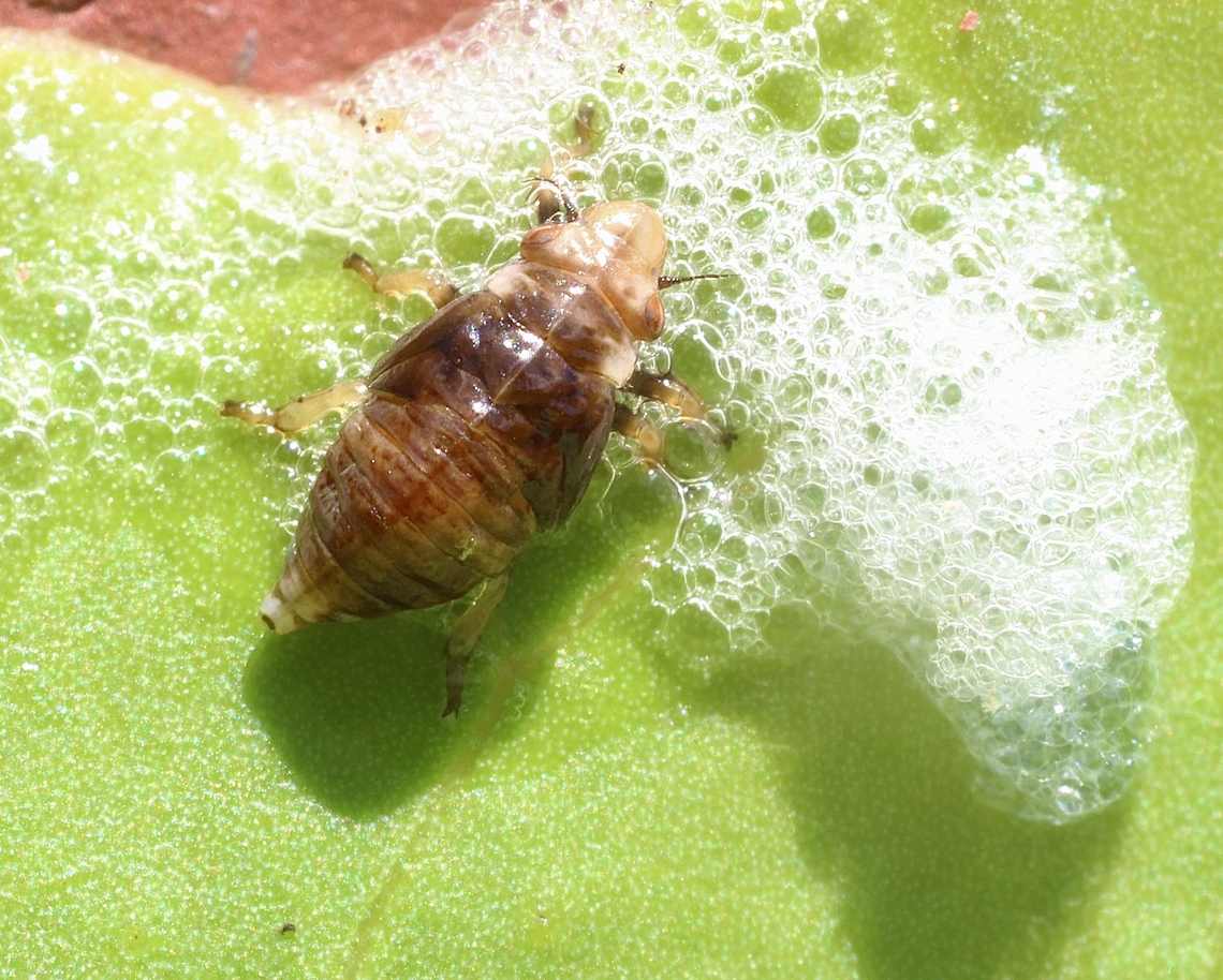 Spittlebug - Bathyllus albicinctus Observed Spittlebug nymph in our garden hiding in its bubble construction. Had to remove some bubbles to make it visible. It started making more bubbles shortly after. Australia,Bathyllus albicinctus,Geotagged,Spring
