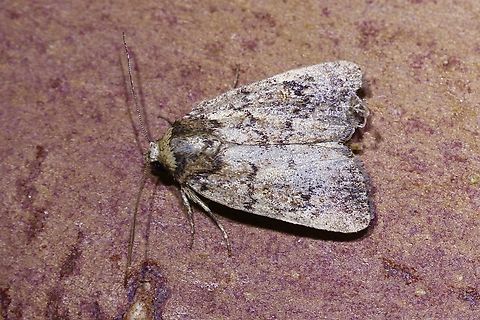 Moth - Genus Thoracolopha Attracted to UV light. Australia,Geotagged,Spring