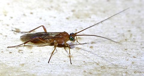 Unidentified braconid wasp. Attracted to UV light  Australia,Geotagged,Spring