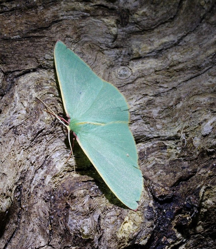 Golden-fringed Emerald Moth - Chlorocoma assimilis Identifiable by the red colouring on a small part of the outer wingtip,also some red colouring where the yellow wing line meets the thorax.<br />
Attracted to UV light. Australia,Chlorocoma assimilis,Geotagged,Spring