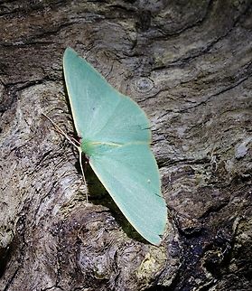 Golden-fringed Emerald Moth - Chlorocoma assimilis Identifiable by the red colouring on a small part of the outer wingtip,also some red colouring where the yellow wing line meets the thorax.
Attracted to UV light. Australia,Chlorocoma assimilis,Geotagged,Spring