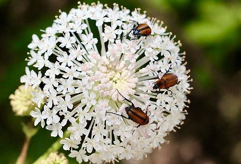 Phyllotocus bimaculatus Feeding on wild parsnip - Australian Parsnip Trachymene incisa  Australia,Geotagged,Phyllotocus bimaculatus,Spring