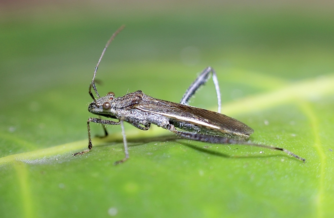 Bean Bug - Melanacanthus margineguttatus Attracted to UV light. Australia,Bean Bug,Geotagged,Melanacanthus margineguttatus,Spring