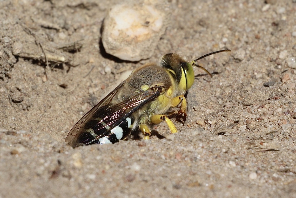 Yellow sand wasp - Bembix palmata Emerging from its nesting barrow. Australia,Bembix palmata,Geotagged,Summer,Yellow sand wasp