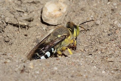 Yellow sand wasp - Bembix palmata Emerging from its nesting barrow. Australia,Bembix palmata,Geotagged,Summer,Yellow sand wasp