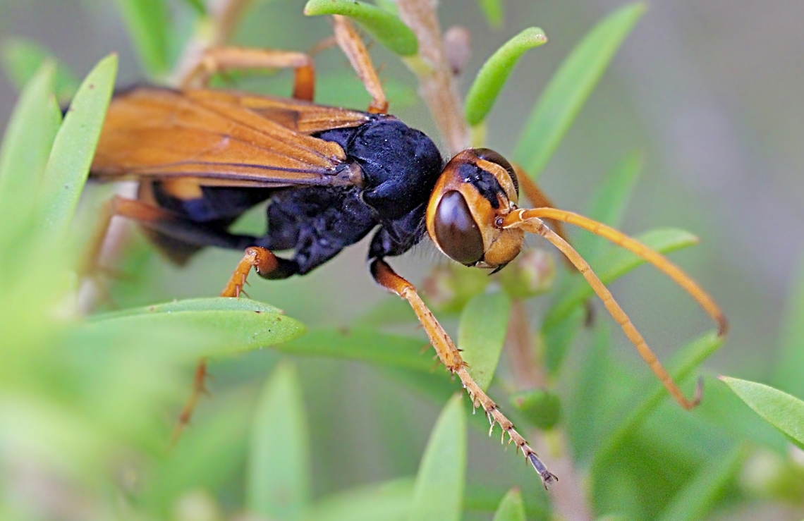 Orange spider wasp - Genus Heterodontonyx  Australia,Geotagged,Summer