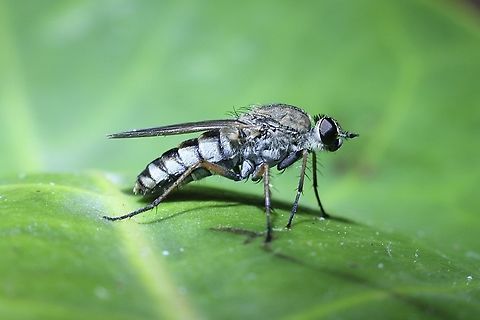 Stiletto fly - Genus Anabarhynchus Observed in garden. Australia,Geotagged,Spring