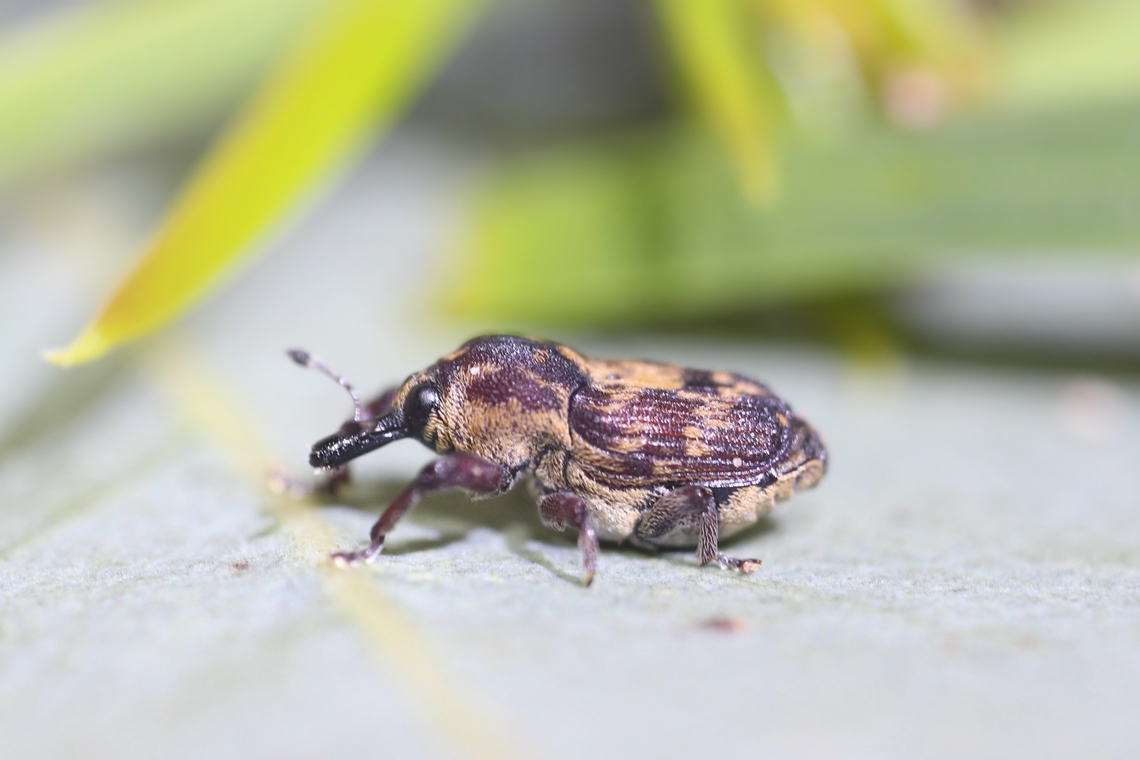 Weevil - Neolaemosaccus narinus Rather small weevil ( 3 mm approx) observed on wattle species.<br />
 Australia,Geotagged,Neolaemosaccus narinus,Spring