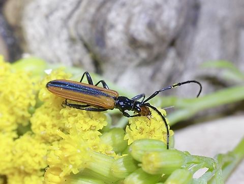 Stinking Longicorn - Stenoderus suturalis Feeding on Scented Groundsel Senecio odoratus. Australia,Geotagged,Spring,Stenoderus suturalis,Stinking Longicorn