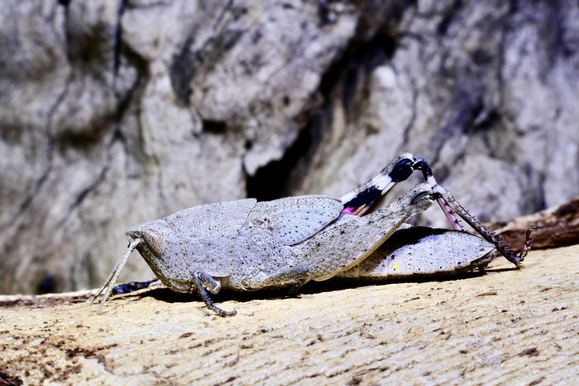 Black-kneed Gumleaf Grasshopper - Goniaea carinata  Australia,Geotagged,Goniaea carinata,Spring
